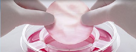 Organogenesis Skin Graft Therapy Apligraf® Round Viable human cells, cultured in vitro - Each - 11USCOM01-EA