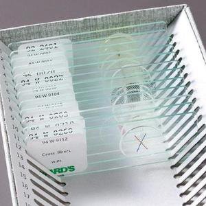 Ward's Science Prepared Microscope Slide 1 X 3 Inch Plain - Each - 470183-540-EA