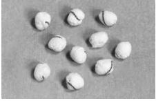 Teleflex Medical Surgical Cherry Dissector Sponge Gardlok® X-Ray Detectable Cotton / Gauze 1/2 Inch Diameter 10 Count Tray Sterile - Box of 10 - 200231-BX