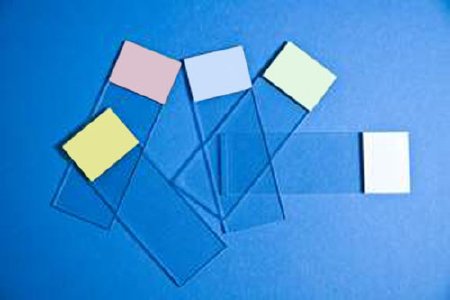 Fisher Anatomical Microscope Slide Fisherbrand™ Selectfrost™ 25 X 75 X 1 mm Tan End - Pack of 144 - 1255008-PK
