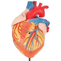 Fabrication Enterprises 4 Part Heart Model 3B Scientific® 2.87 lbs. - Each - Z13061-EA