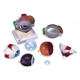 Fabrication Enterprises 5 Times Full Size Eye Model 3B Scientific® 2.65 lbs. - Each - Z13044-EA