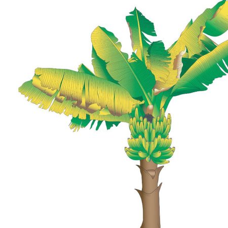 Clinton Industries Clinton Kids™ Banana Tree Sticker 50 X 50 Inch - Each - 18-CC-EA