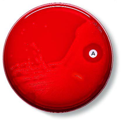 BD Disc BD Taxo™ A - Each - 231552-EA
