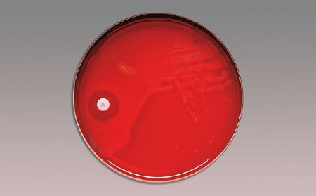 BD Differentiation Disc BBL™ Taxo™ A Bacitracin 0.04 U - Pack of 6 - 231041-PK