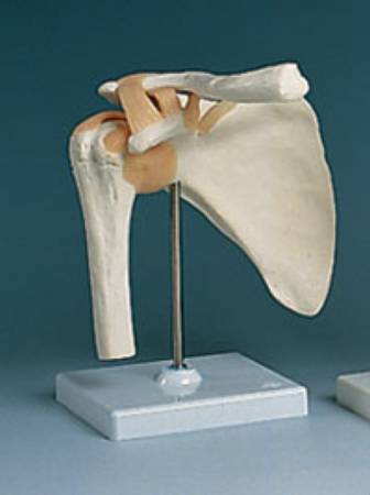 Alimed Shoulder Joint Model - Each - 2970009865-EA